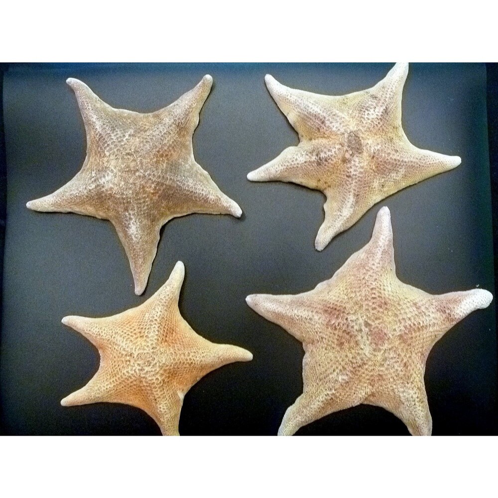 Toy Bat star figure 4 - 6" ocean theme beach decor